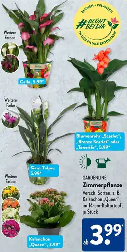 Aldi Süd GARDENLINE Zimmerpflanze Angebot
