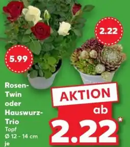 Kaufland Rosen- Twin oder Hauswurz- Trio Topf Angebot