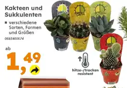 Globus Baumarkt Kakteen und Sukkulenten Angebot