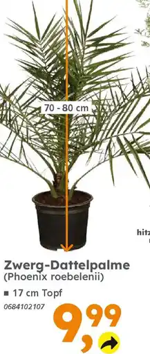 Globus Baumarkt Zwerg-Dattelpalme (Phoenix roebelenii) Angebot
