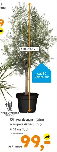 Globus Baumarkt Olivenbaum (Olea europea Arbequina) Angebot