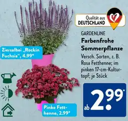 Aldi Süd GARDENLINE Farbenfrohe Sommerpflanze Angebot