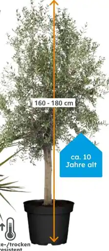 Globus Baumarkt Olivenbaum Angebot