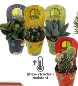 Globus Baumarkt Kakteen Angebot