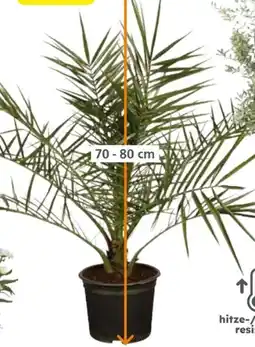 Globus Baumarkt Zwergdattelpalme Angebot