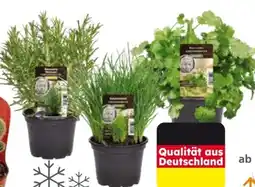 Globus Baumarkt Gewürzkräuter Angebot