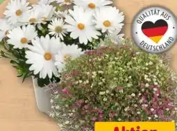 REWE Center Schleierkraut Angebot