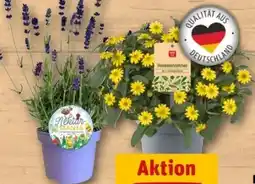 REWE Center Rewe Beste Wahl Husarenknöpfchen Angebot