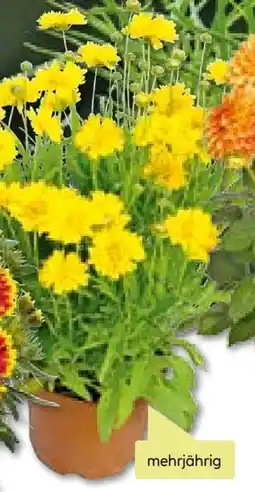 BayWa Bau & Garten Mädchenauge Angebot