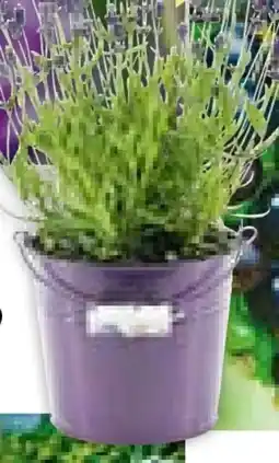 BayWa Bau & Garten Lavendel Angebot