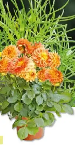 BayWa Bau & Garten Dahlie Angebot
