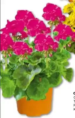 BayWa Bau & Garten Geranie Angebot