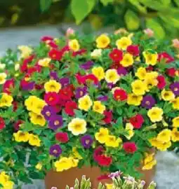 BayWa Bau & Garten Calibrachoa Trio Angebot
