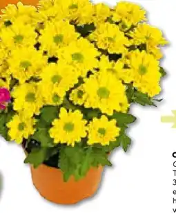 BayWa Bau & Garten Chrysantheme Swifty Angebot
