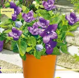 BayWa Bau & Garten Ballonblume Angebot