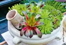 BayWa Bau & Garten Hauswurz Angebot
