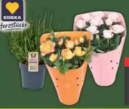 E-Center Edeka Herzstücke Topfrose Dolc Amore Angebot