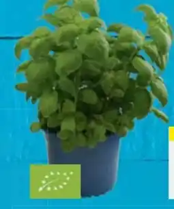 E-Center Bio XXL Basilikum Angebot