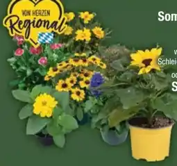 E-Center Sommerstauden Mix Angebot