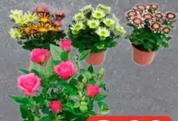 Edeka Frischemarkt Chrysanthemen Splash Angebot
