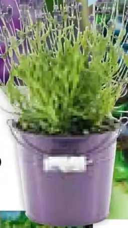 Hellweg Lavendel Angebot