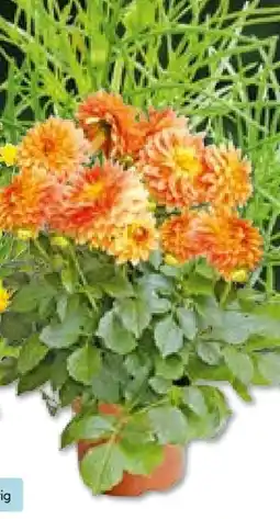 Hellweg Dahlie Angebot