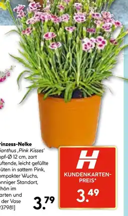 Hellweg Prinzess-nelke dianthus 'pink kisses' Angebot
