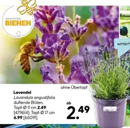 Hellweg Lavendel topf-ø 11 cm Angebot