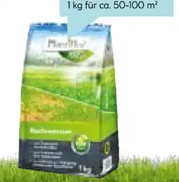 Hellweg Nachsaatrasen 250 g Angebot