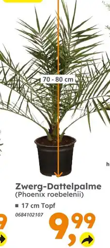 Globus Baumarkt Zwerg-dattelpalme Angebot