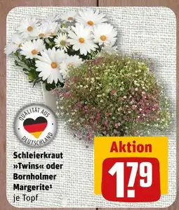 nahkauf Schleierkraut twins Angebot