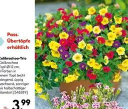 Hellweg Calibrachoa-trio Angebot