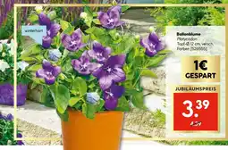 Hellweg Ballonblume Angebot