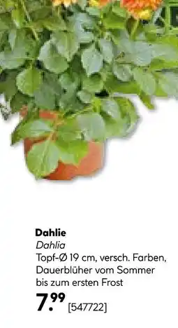 Hellweg Dahlie Angebot