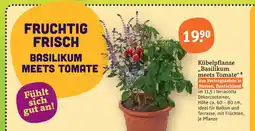 tegut Kübelpflanze basilikum meets tomate Angebot