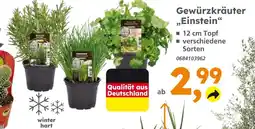 Globus Baumarkt Gewürzkräuter einstein Angebot