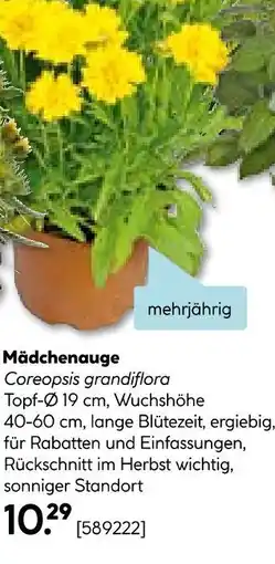 Hellweg Mädchenauge coreopsis grandiflora Angebot