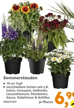 Globus Baumarkt Sommerstauden Angebot