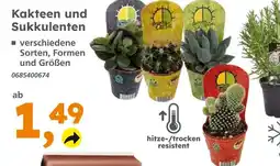 Globus Baumarkt Kakteen und sukkulenten Angebot