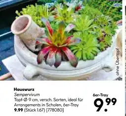 Hellweg Hauswurz sempervivum Angebot