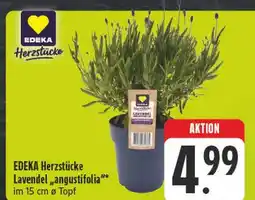 E-Center Edeka herzstücke lavendel 'angustifolia' Angebot