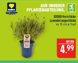 Marktkauf Edeka herzstücke lavendel angustifolia Angebot