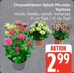 Edeka Chrysanthemen Splash Mix oder Topfrose Angebot