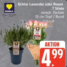 Edeka EDEKA Herzstücke Echter Lavendel oder Rosen 7 Stiele Angebot