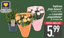 E-Center EDEKA Herzstücke Topfrose „Dolc Amore" oder Lavendel ,,angustifolia" Angebot