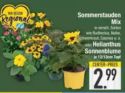 E-Center Sommerstauden Mix oder Helianthus Sonnenblume Angebot