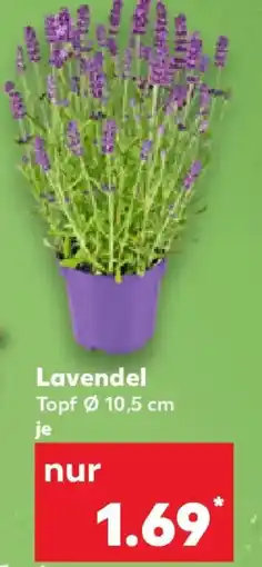 Kaufland Lavendel Angebot