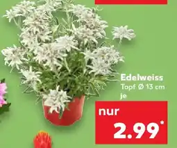 Kaufland Edelweiss Topf Ø 13 cm Angebot