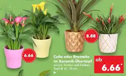 Kaufland Calla oder Bromelie im Keramik-Übertopf Angebot