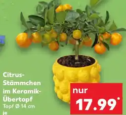 Kaufland Citrus- Stämmchen im Keramik- Übertopf Angebot
